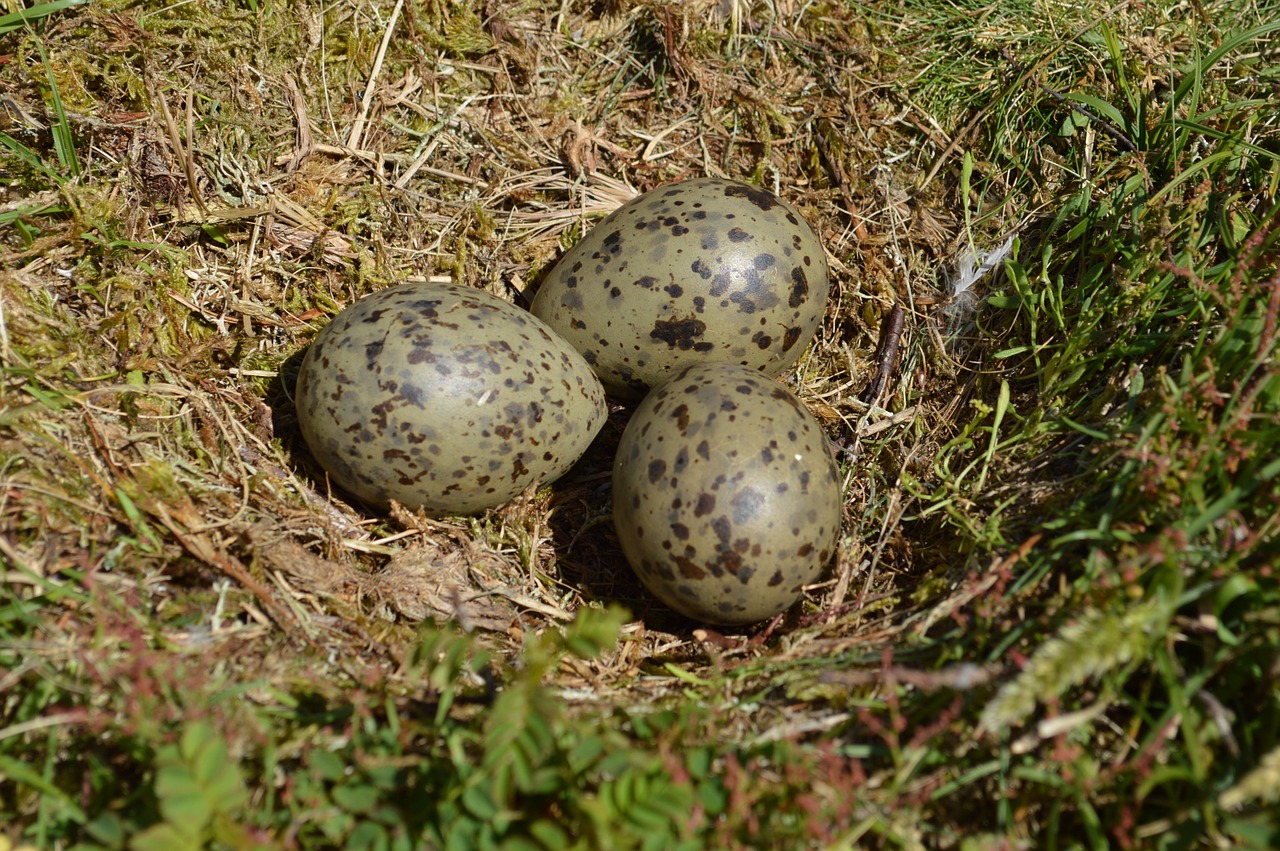 seagull meeuwenei egg free photo