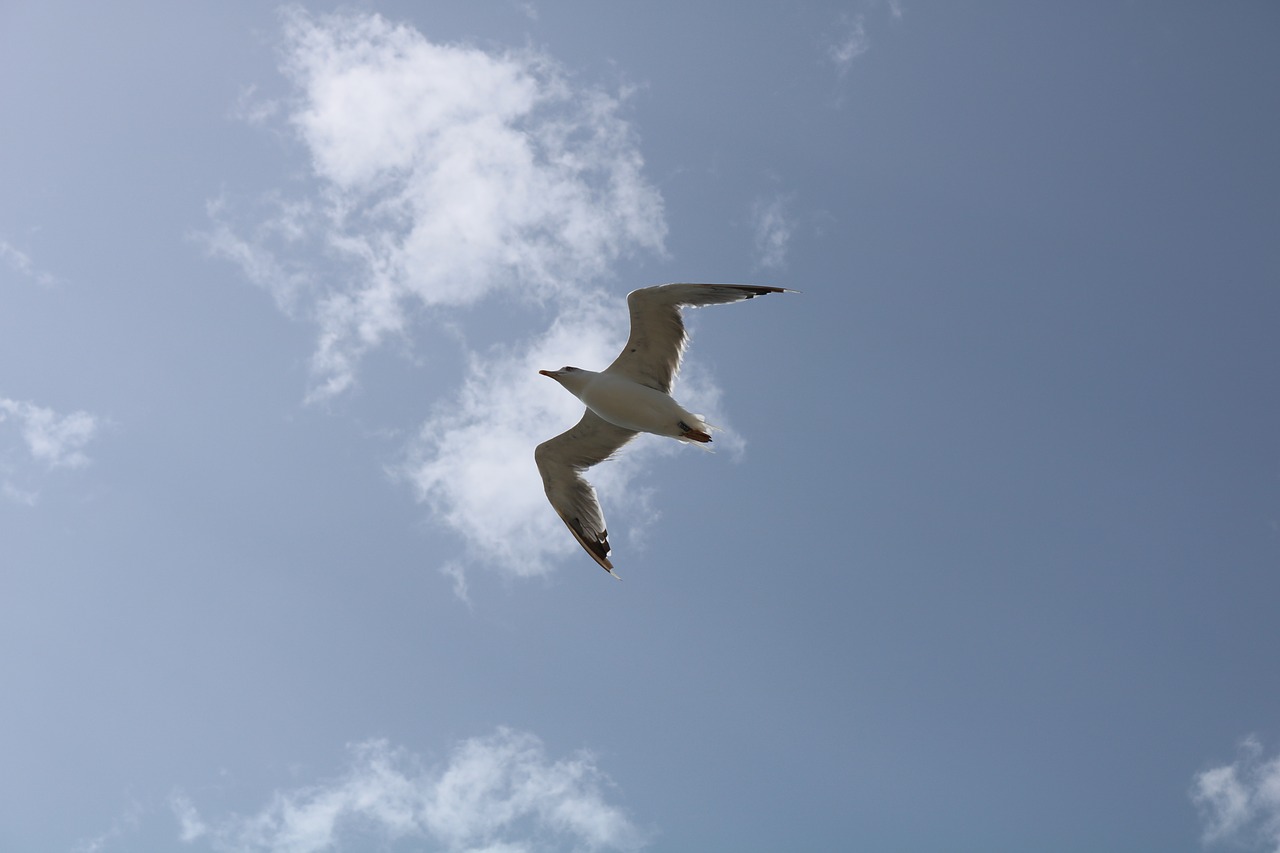 seagull  gabiota  spain free photo