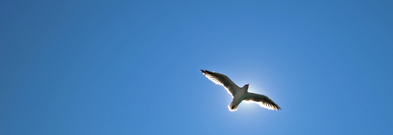 seagull  bird  animal free photo