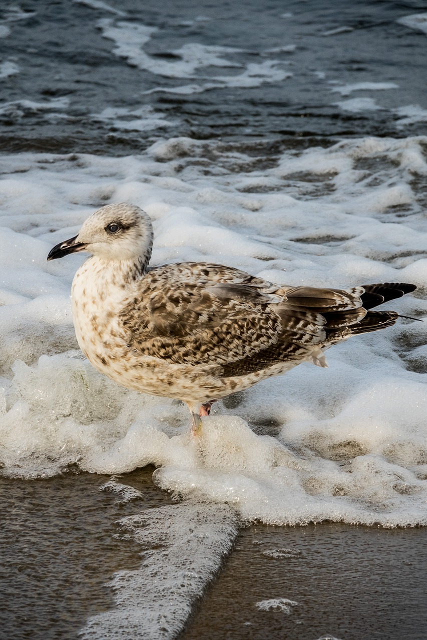 seagull  bird  beach free photo