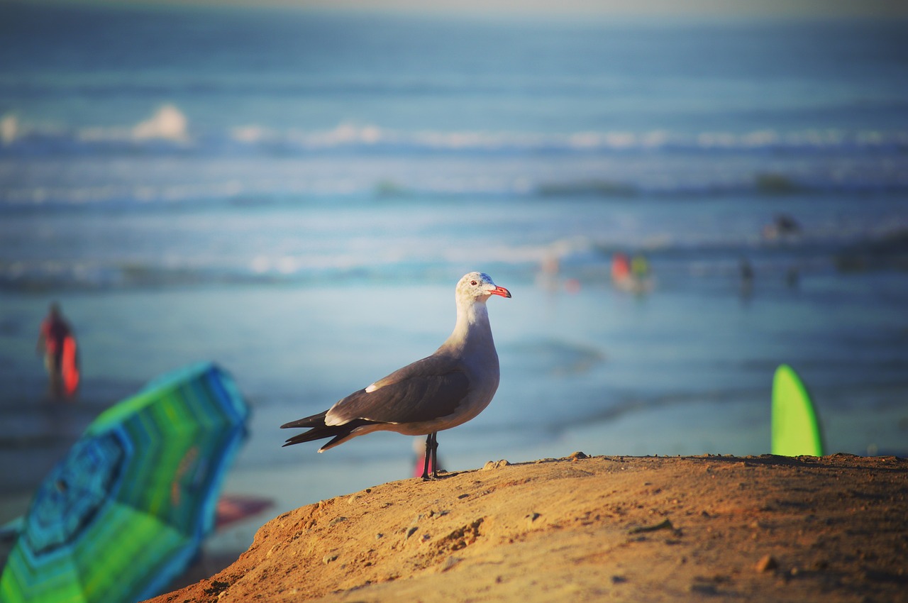 seagull  beach  sea free photo