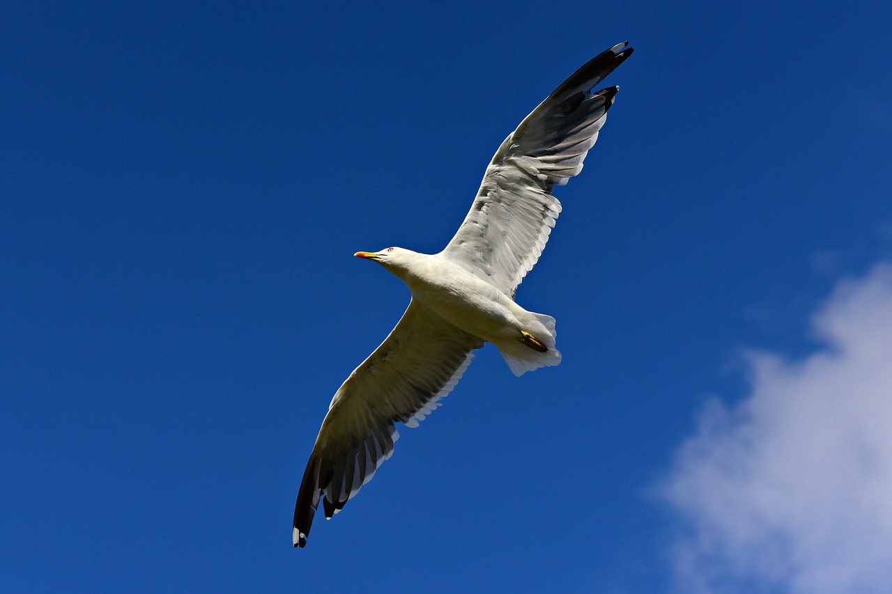 seagull  bird  seabird free photo