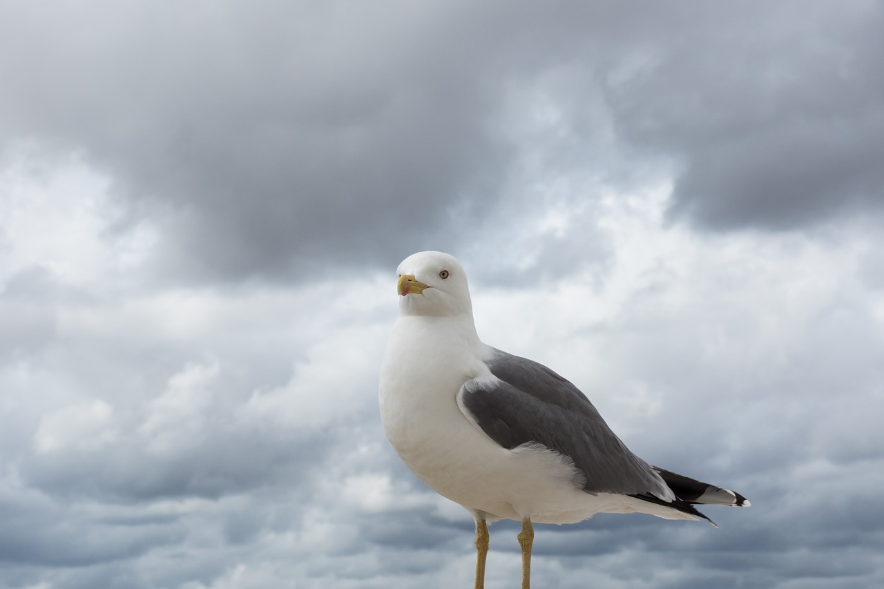 seagull bird bill free photo