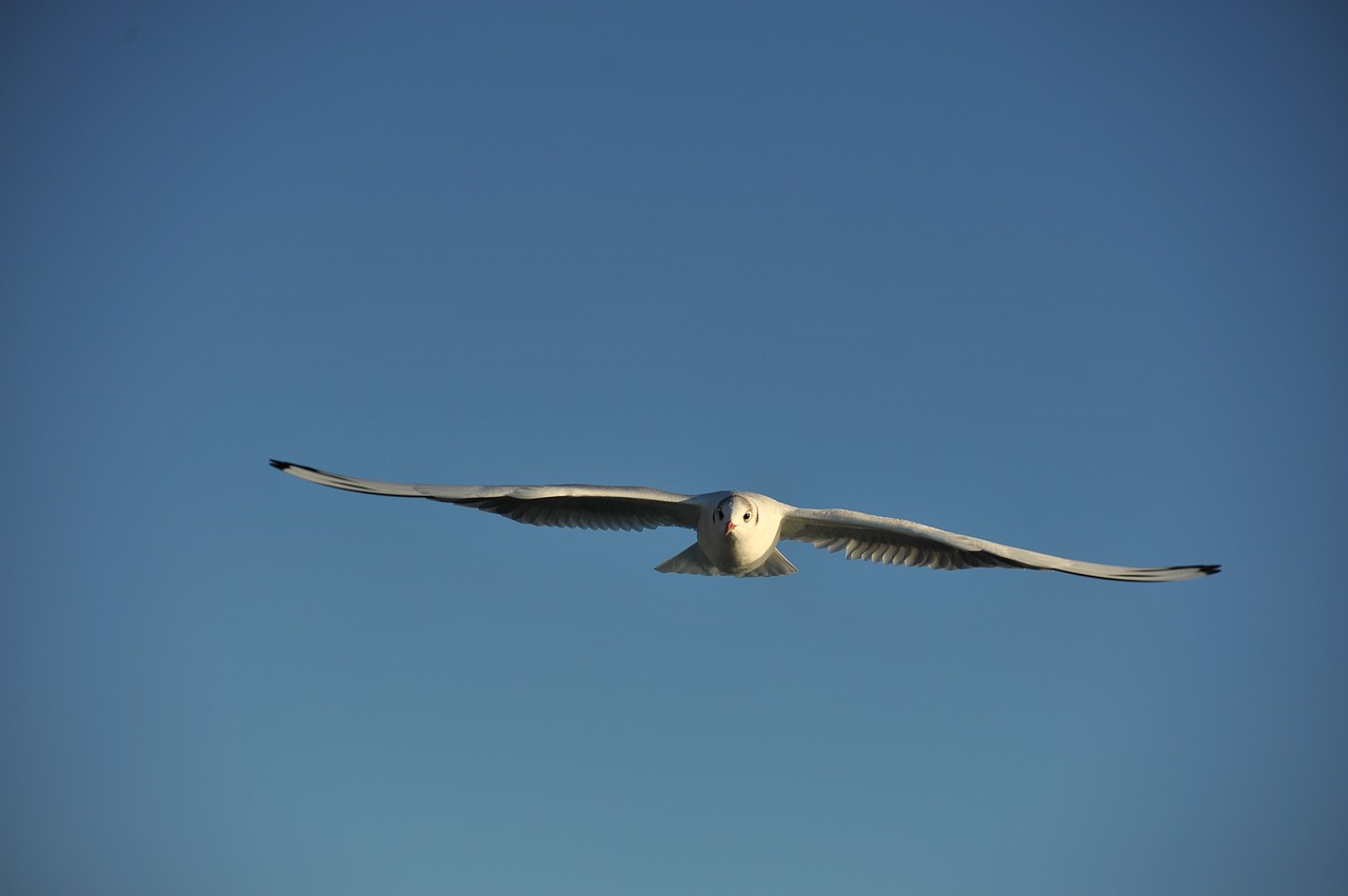 seagull  sky  lake free photo