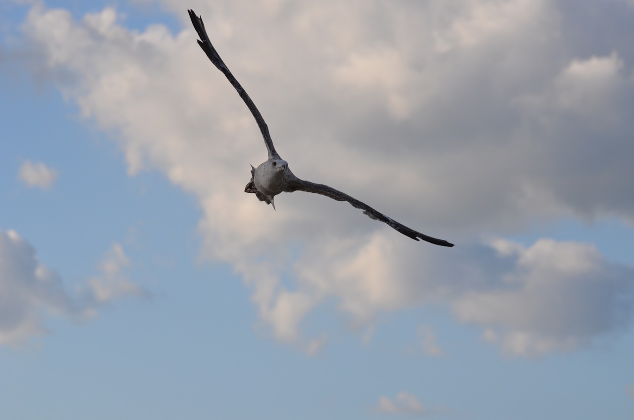 seagull  bird  flying free photo