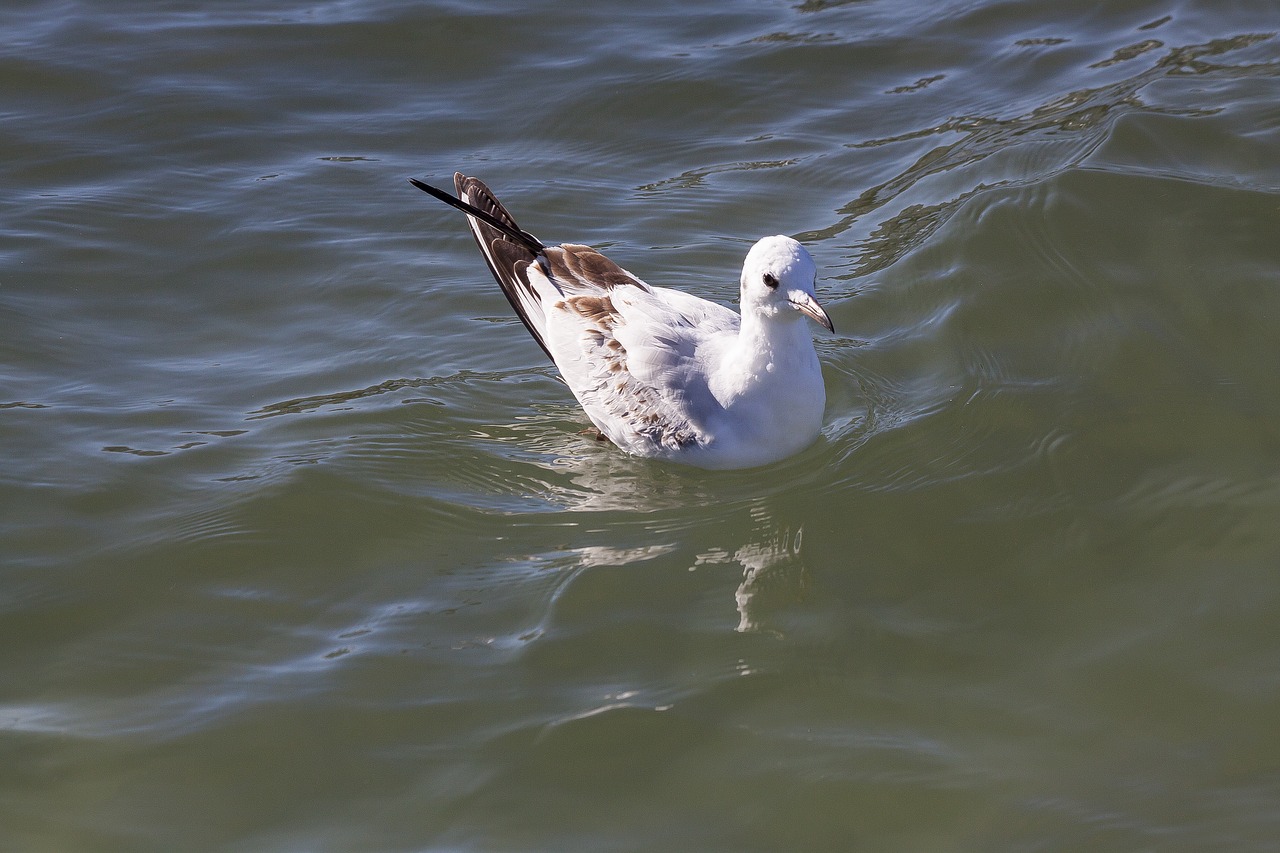 seagull  water  mirroring free photo