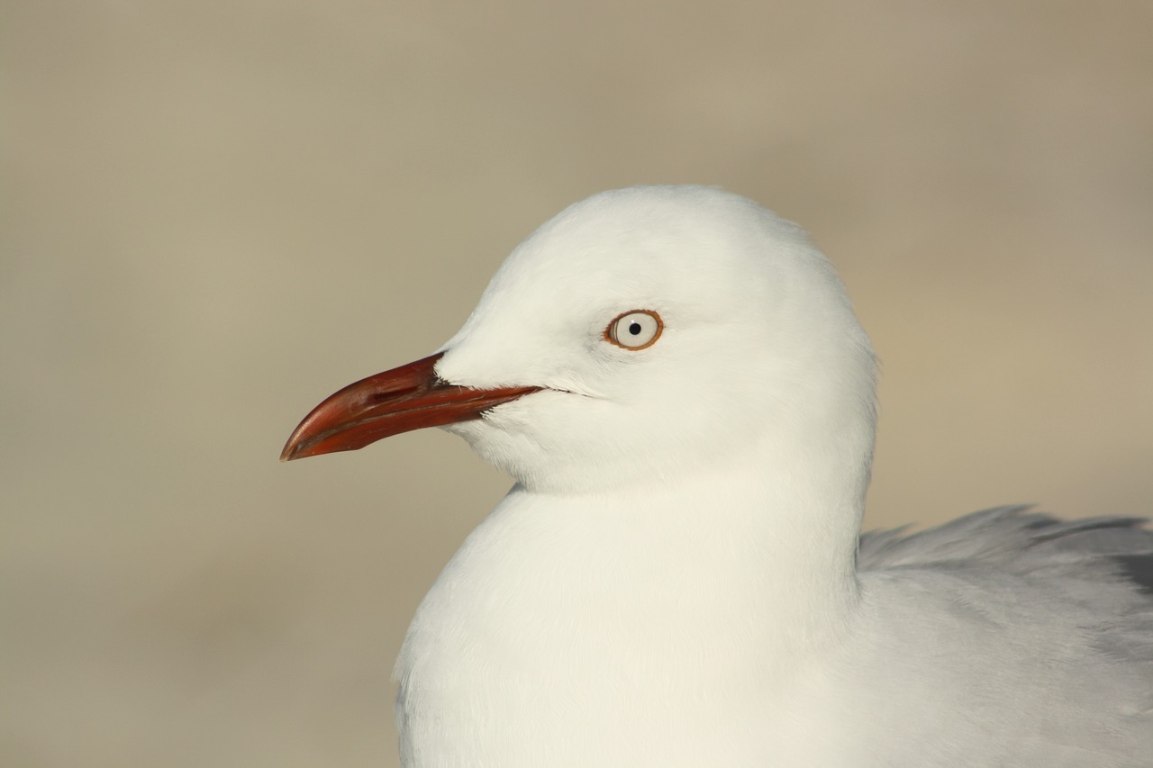 seagull  bird  head free photo