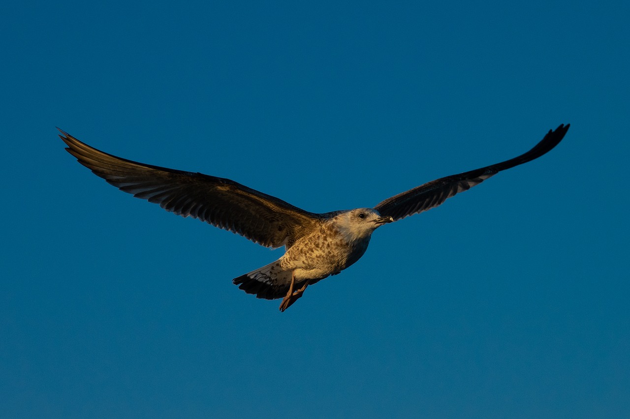 seagull  sky  wing free photo