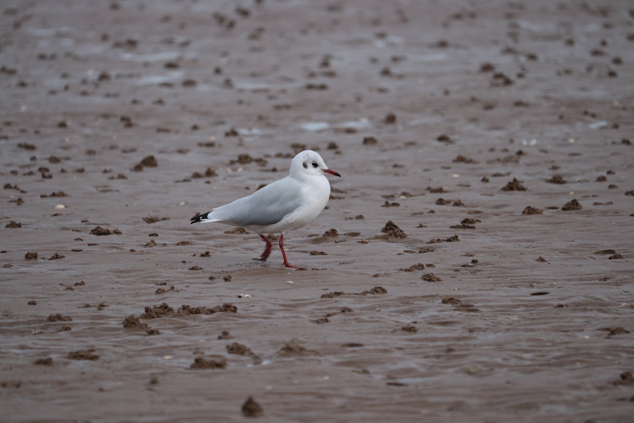 seagull  sea  sand free photo