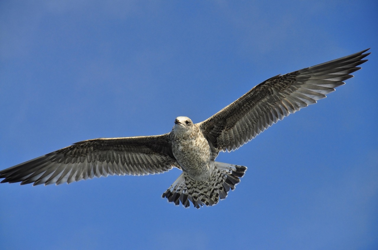 seagull  flying  in flight free photo