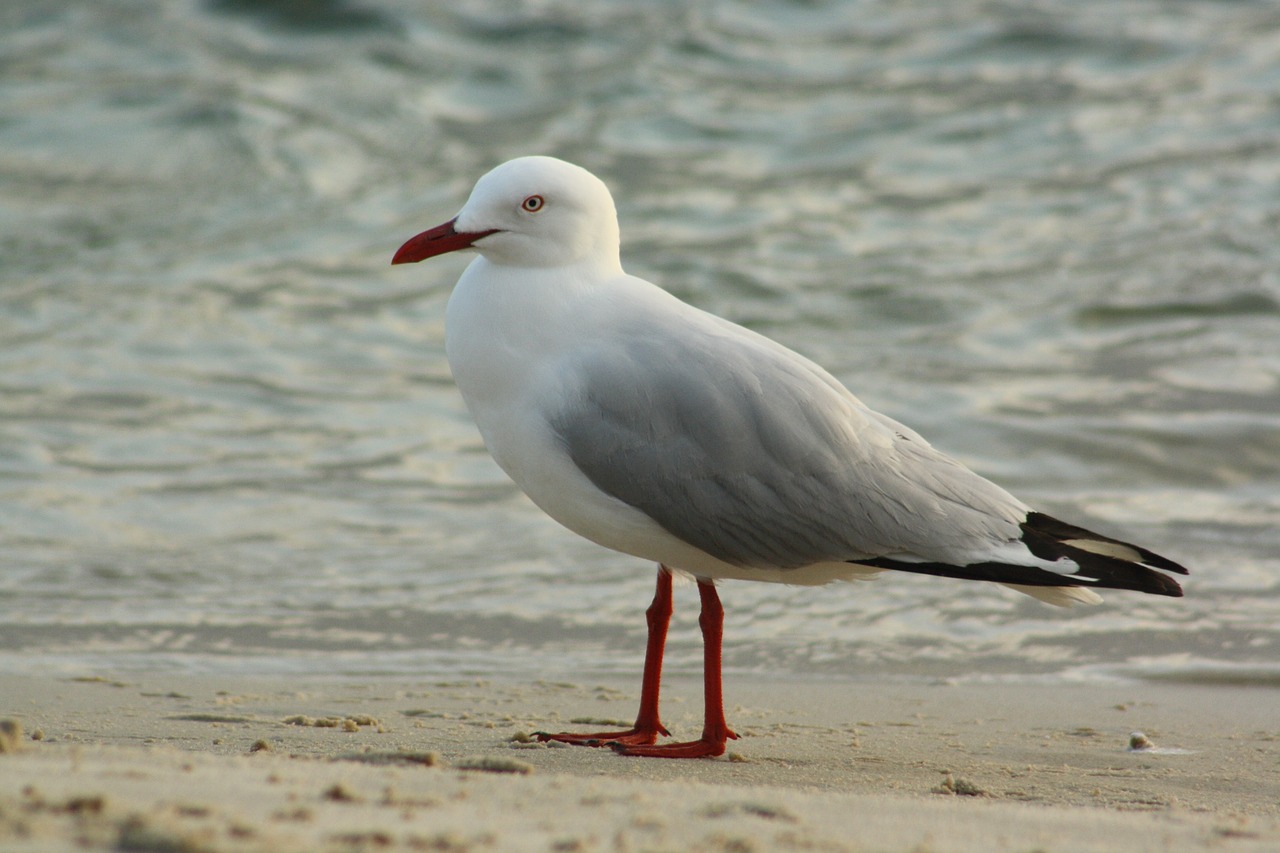 seagull  australia  caloundra free photo