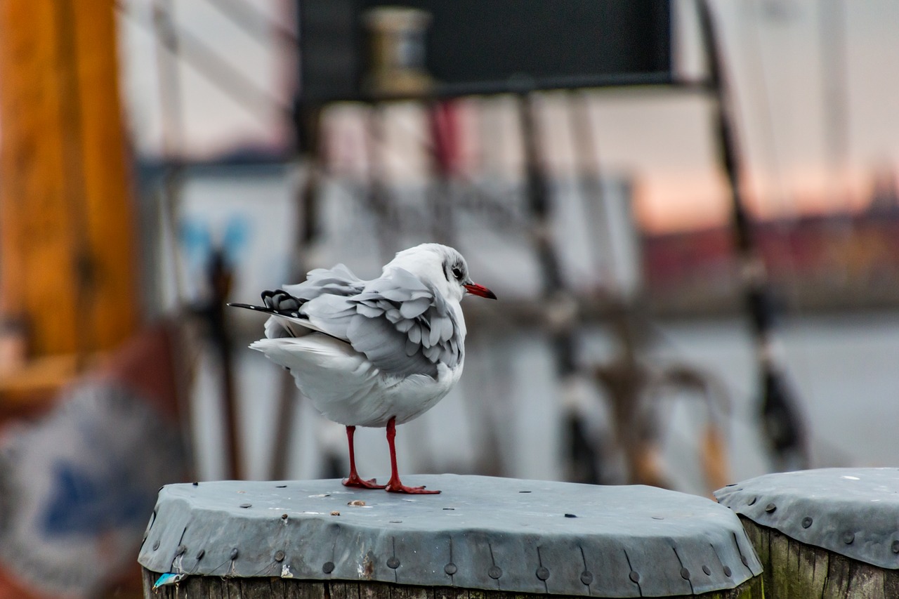 seagull  hamburg  animal free photo