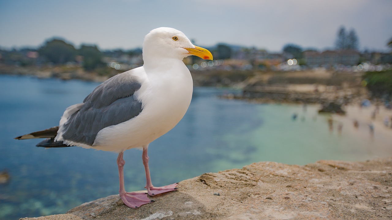 seagull  bird  beach free photo