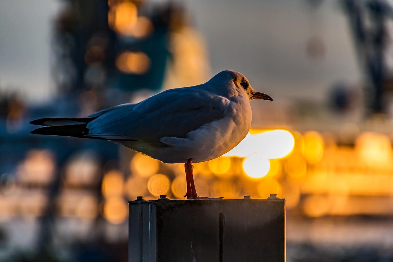 seagull  hamburg  port free photo