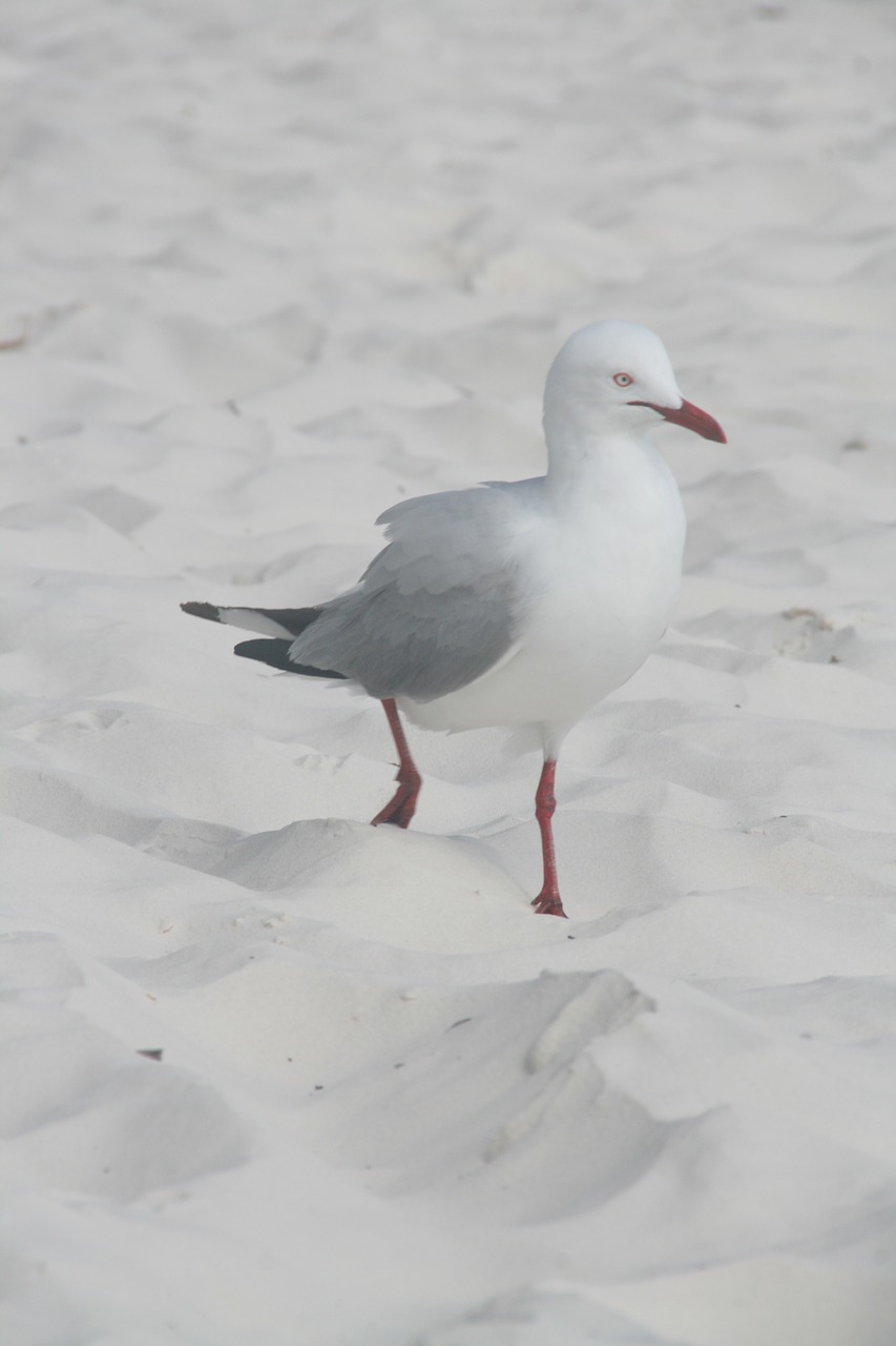seagull  beach  whitsundays free photo