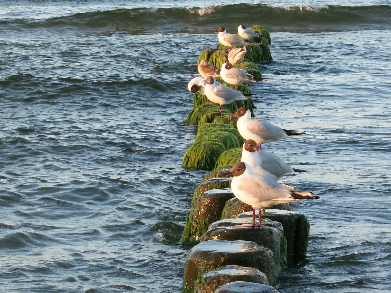 seagull baltic sea usedom free photo