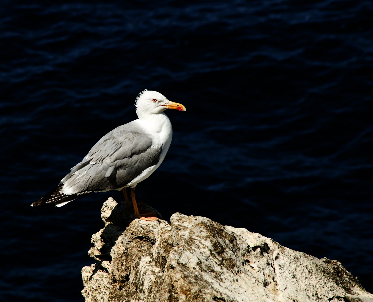 seagull  bird  ave free photo