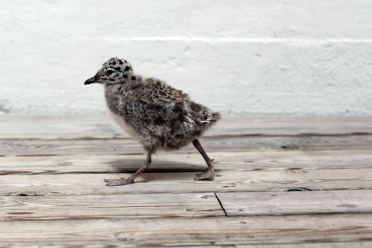 seagull chick bird free photo