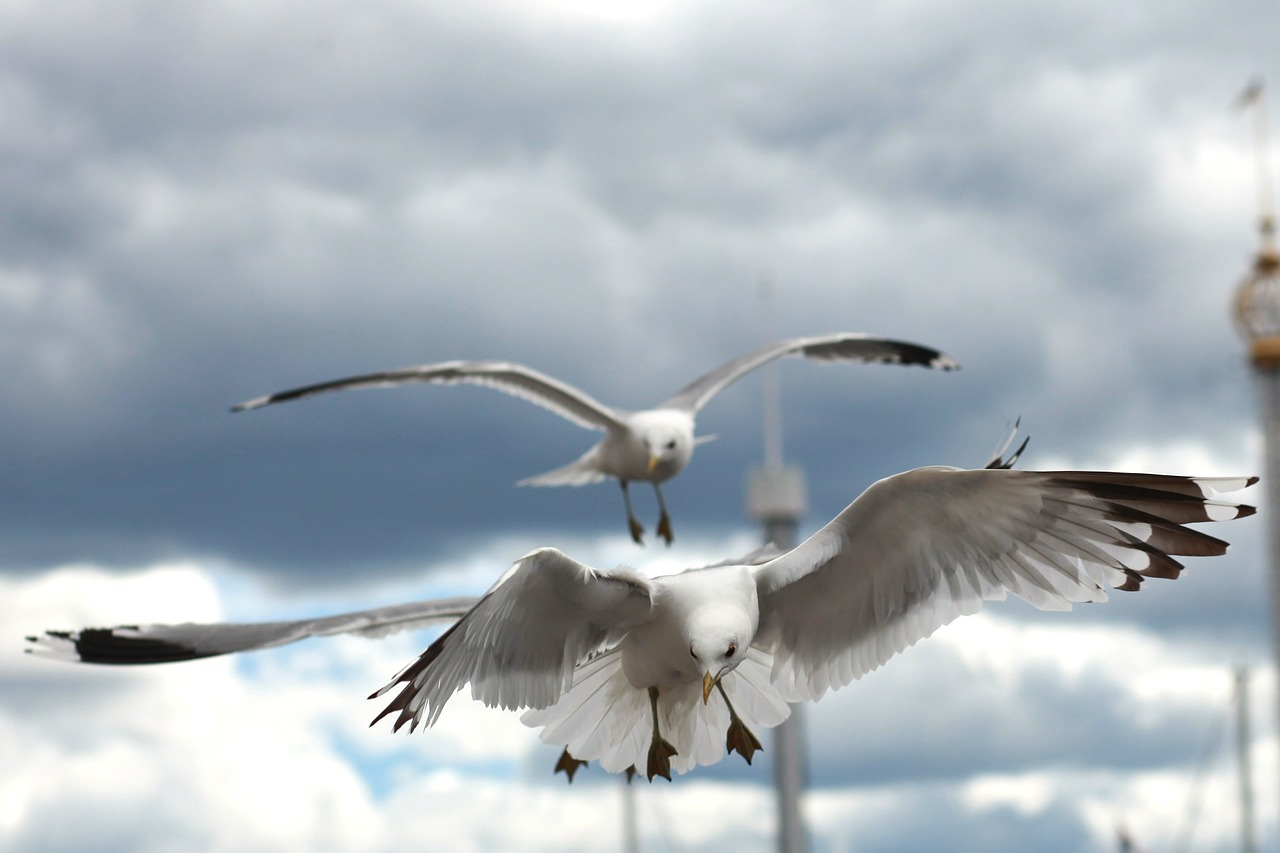 seagull bird birds free photo