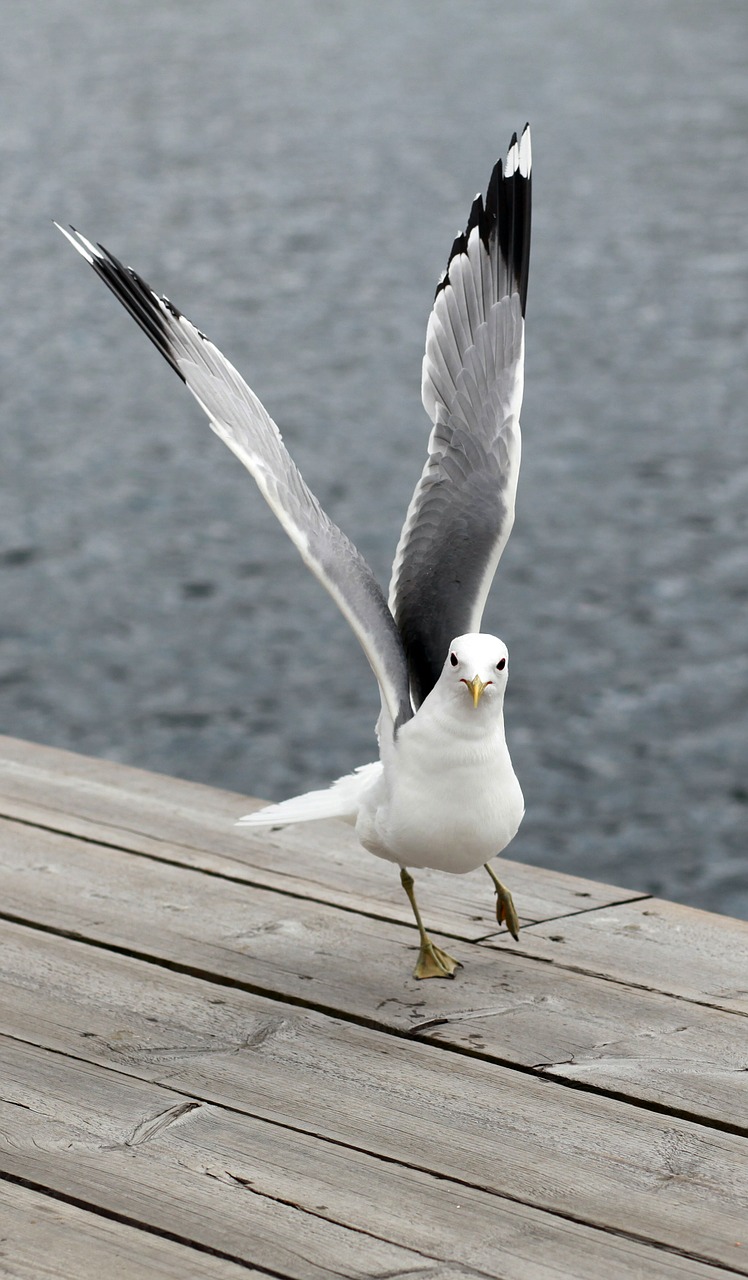 seagull bird wings free photo