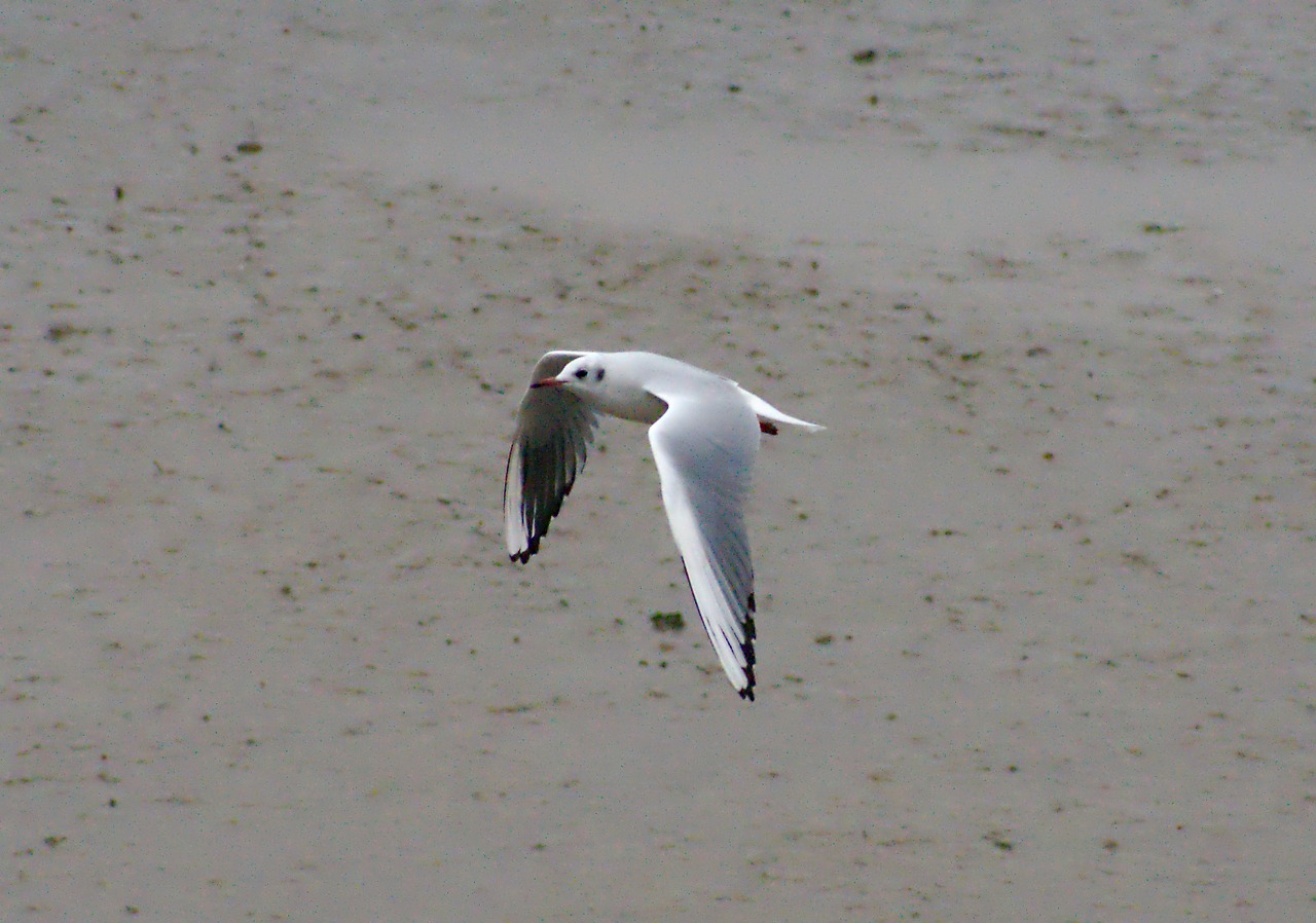 seagull  beach  coast free photo