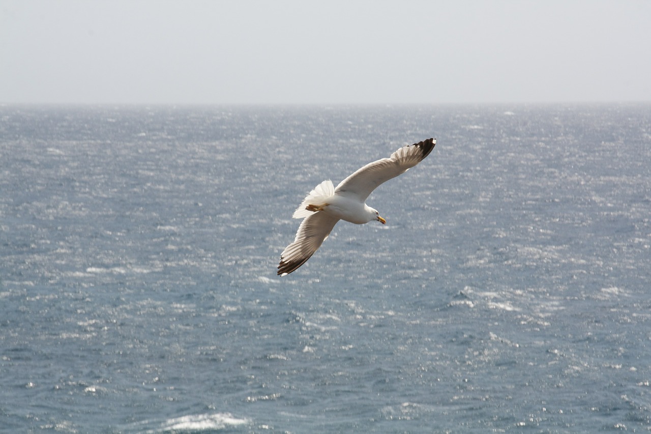 seagull sea bird free photo