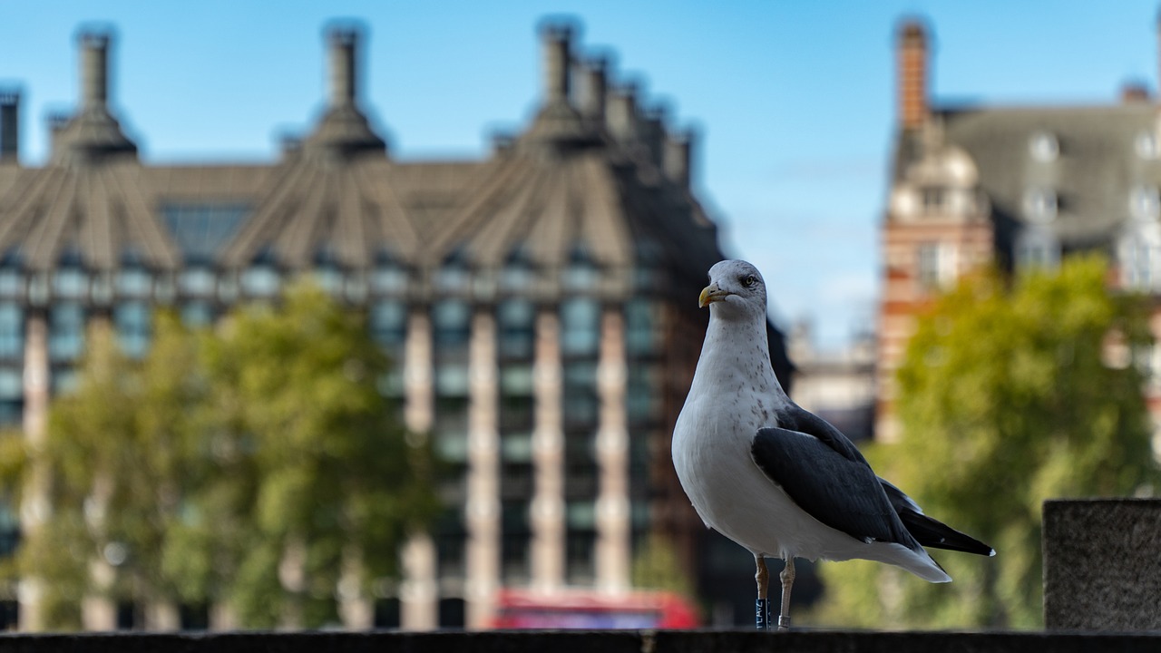 seagull  bird  portrait free photo