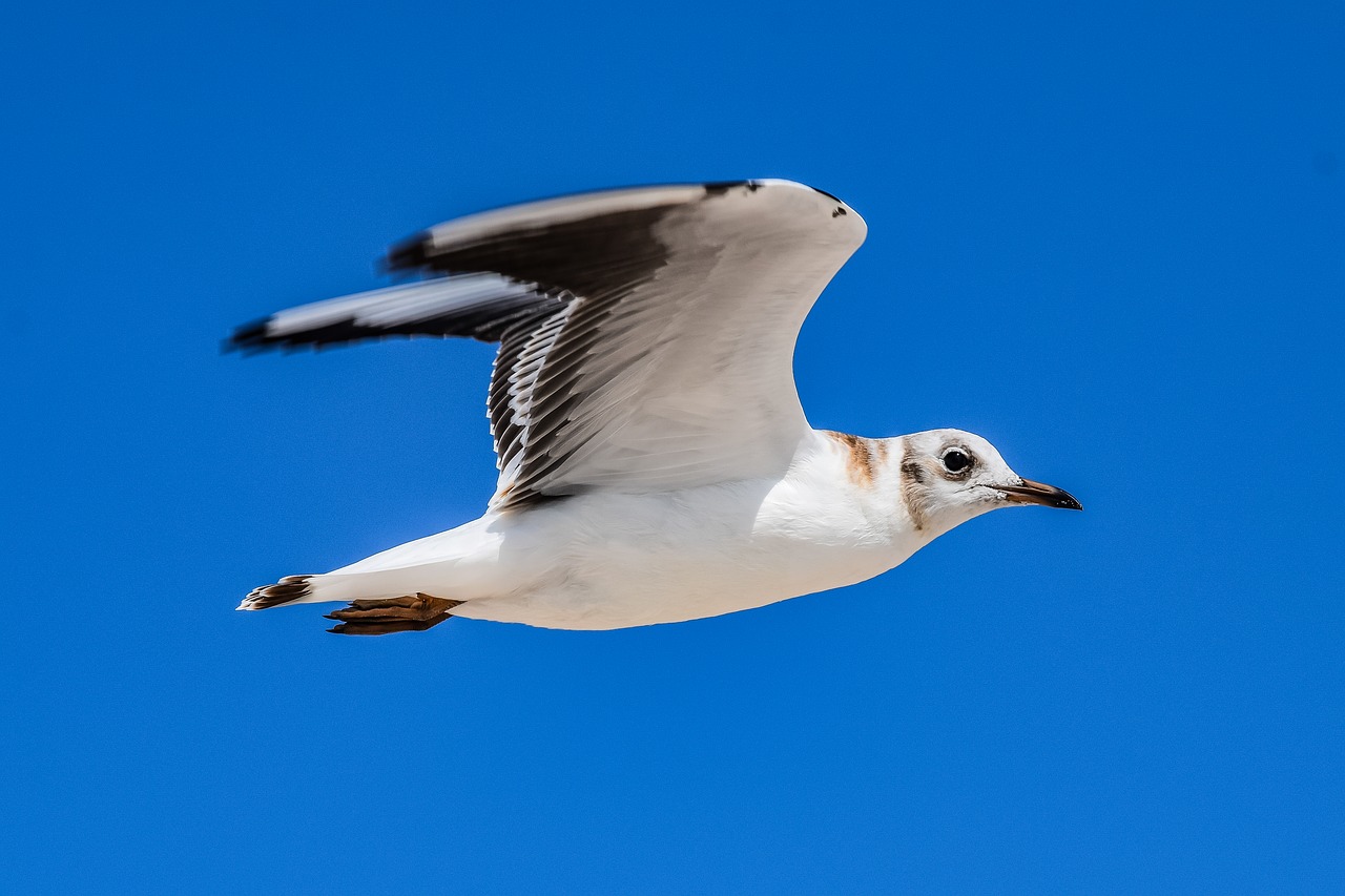 seagull  bird  sea free photo