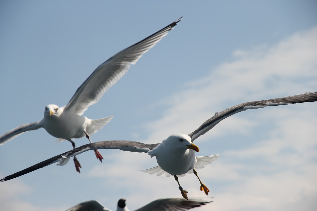 seagull sea seagulls free photo
