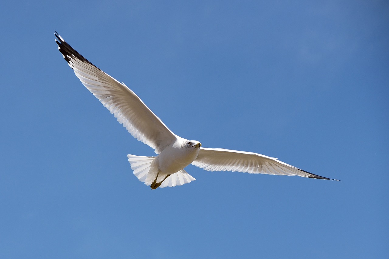 seagull  flying  in flight free photo