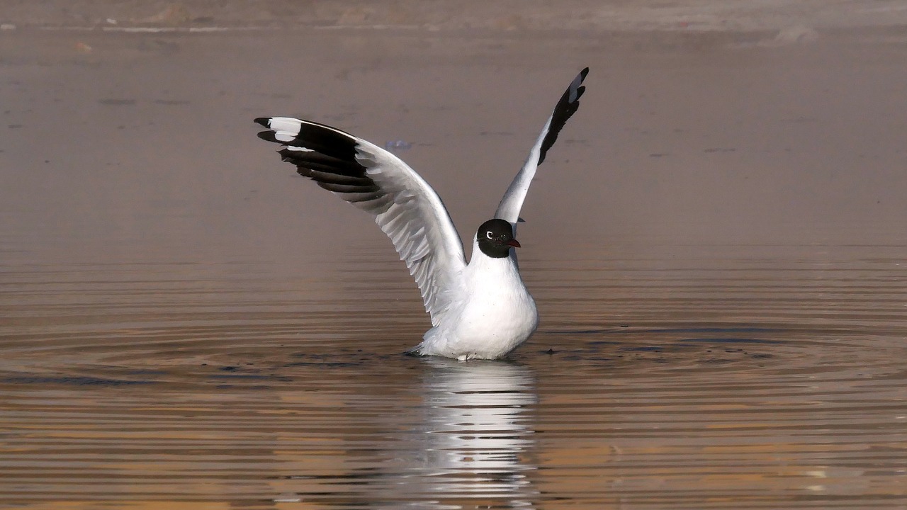 seagull  birds  animals free photo