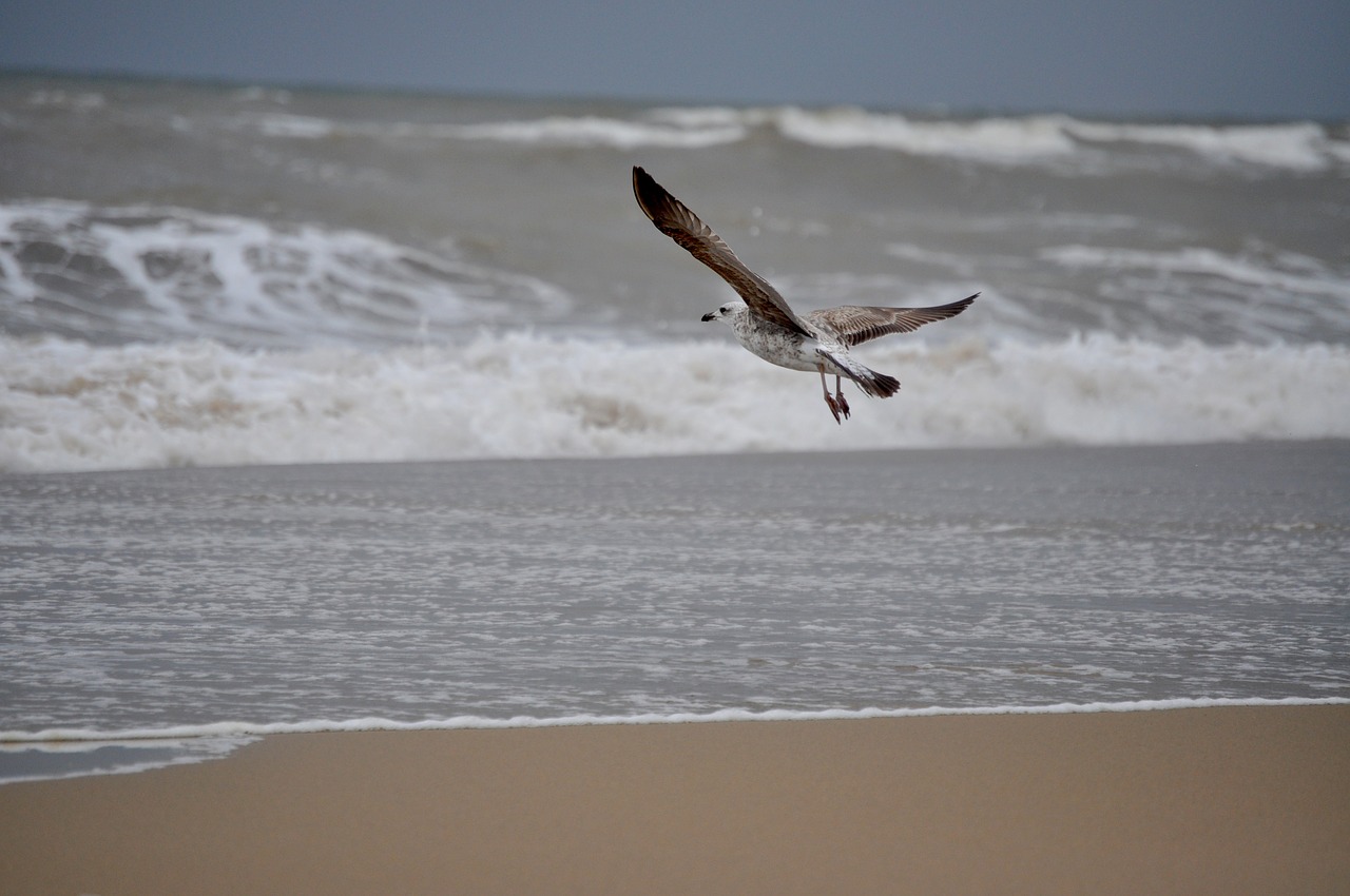seagull sea the antilla free photo