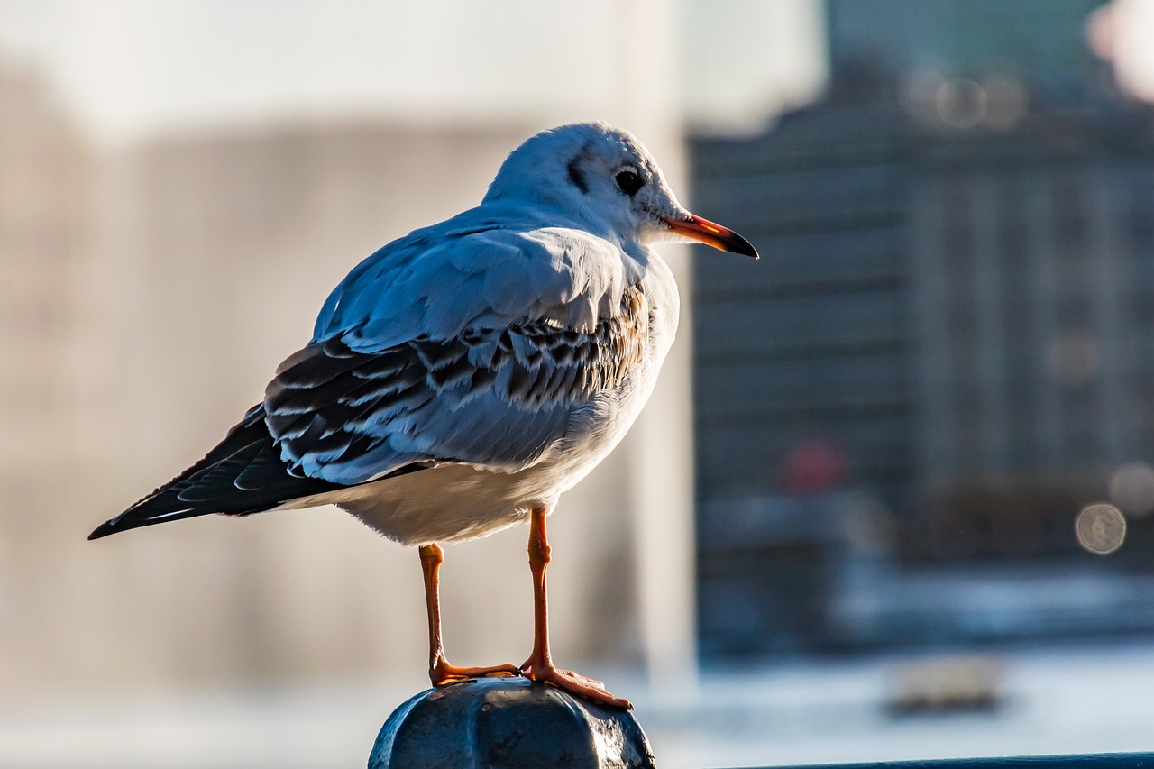 seagull  hamburg  bird free photo