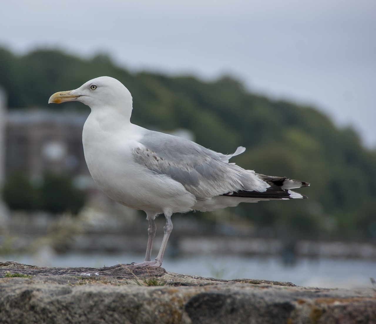 seagull bird sea free photo