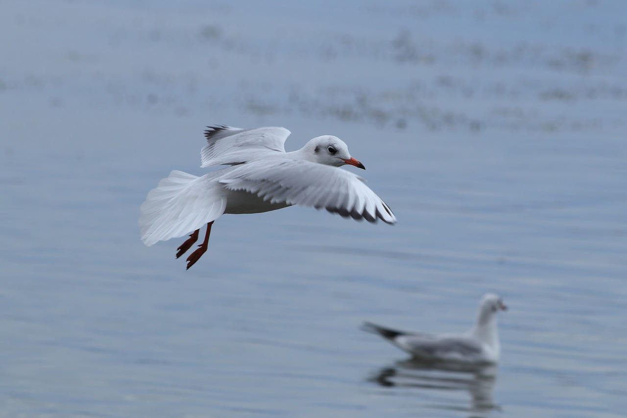 seagull  bird  flight free photo
