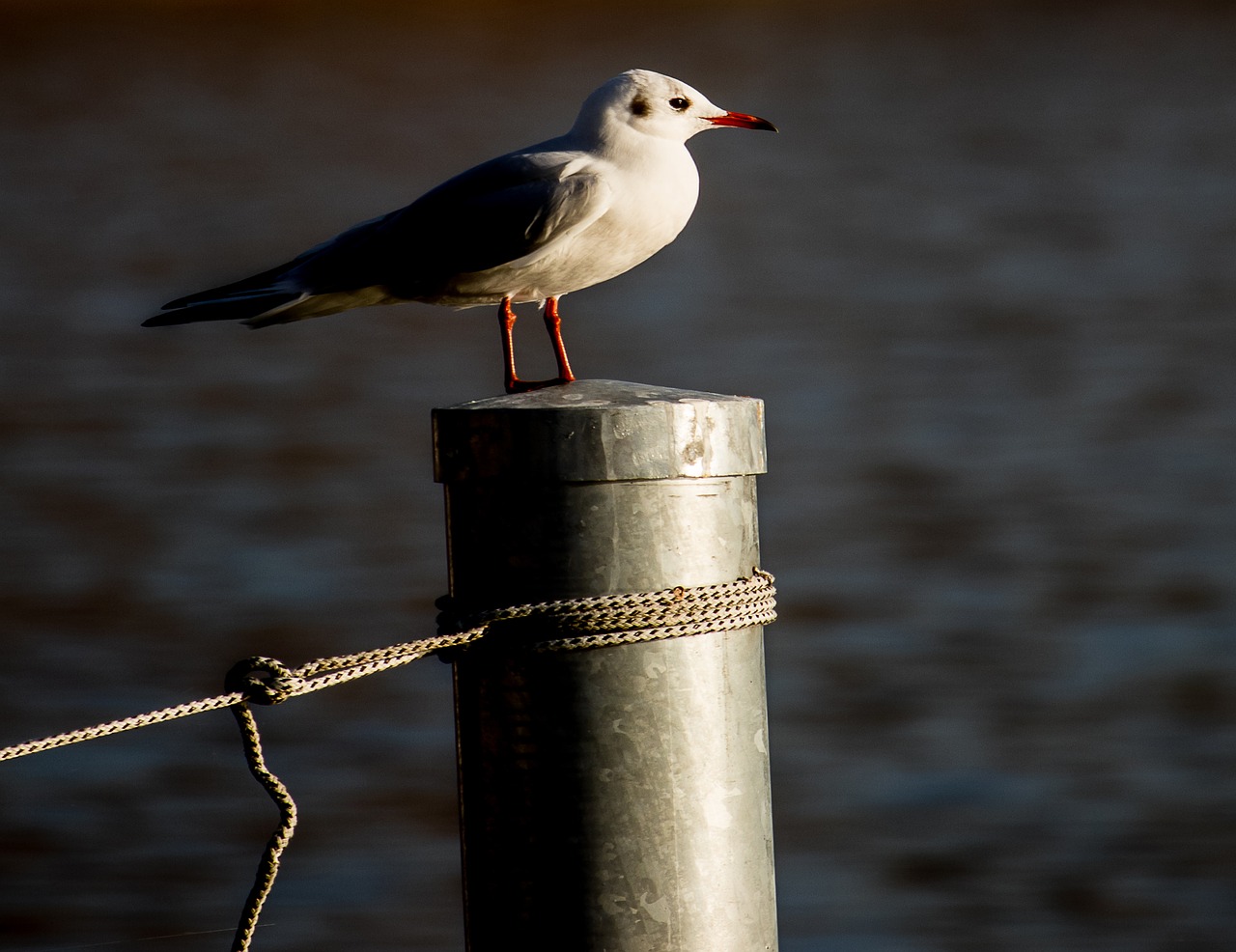 seagull  bird  animal world free photo