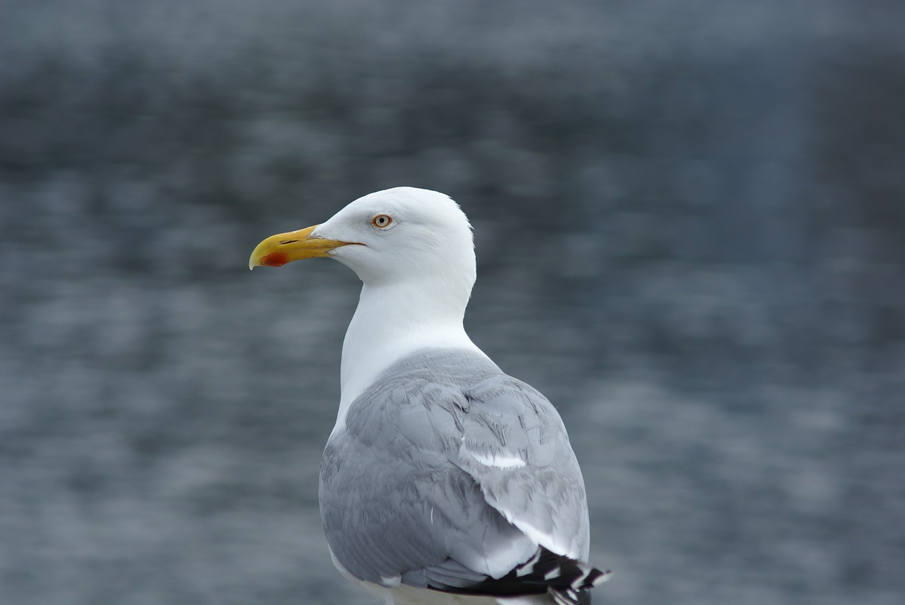 seagull  herring gull  seevogel free photo