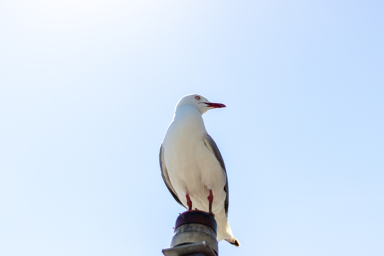 seagull  bird  gull free photo