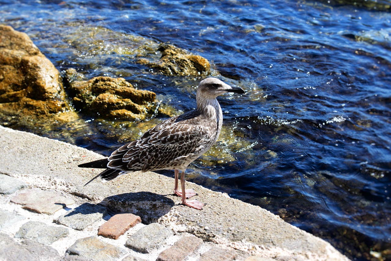 seagull  water  stones free photo