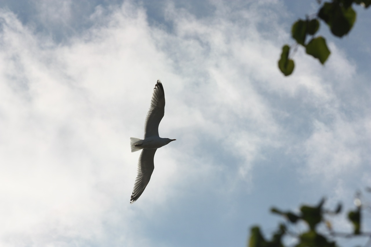 seagull sky bird free photo