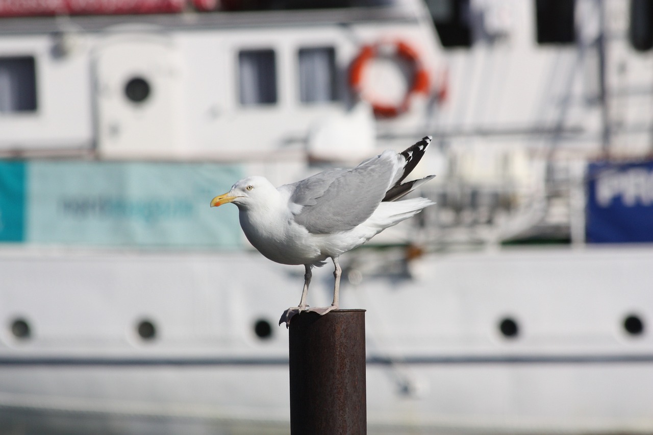 seagull bird pile free photo