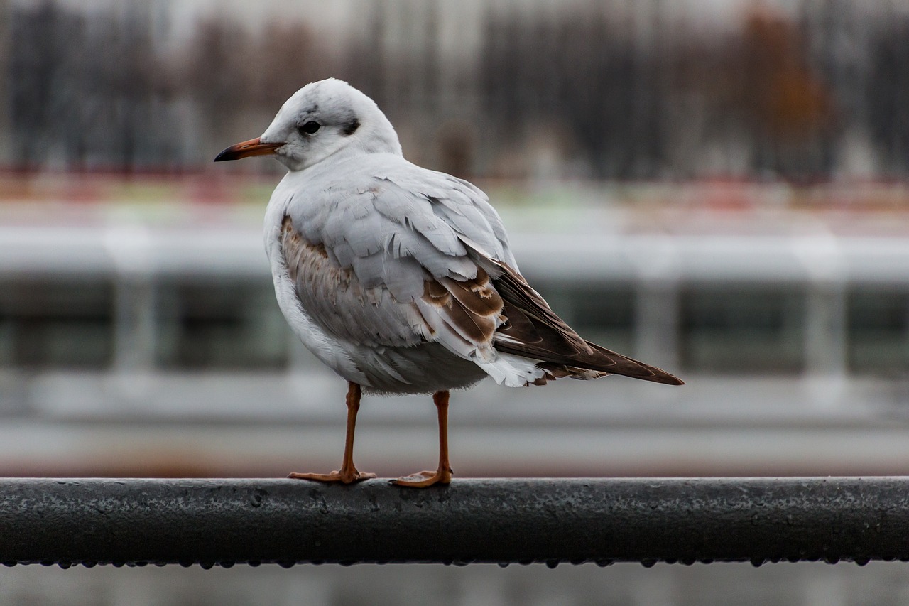 seagull  alster  hamburg free photo