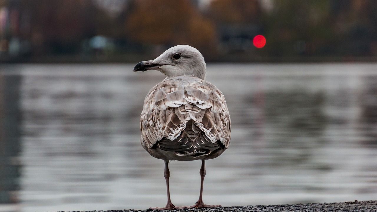 seagull  alster  hamburg free photo