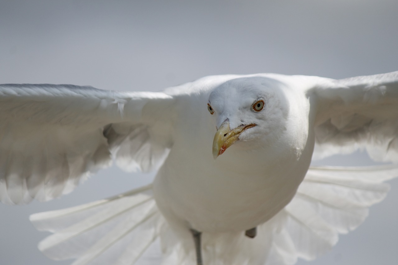 seagull  flying  flight free photo