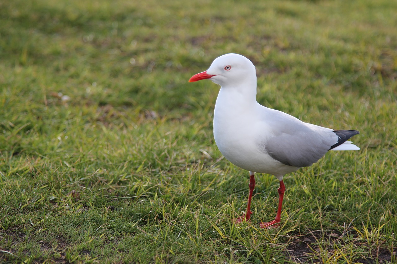seagull  grass  bird free photo