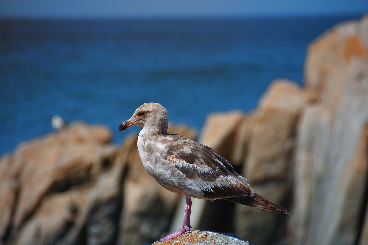 seagull  nature  bird free photo