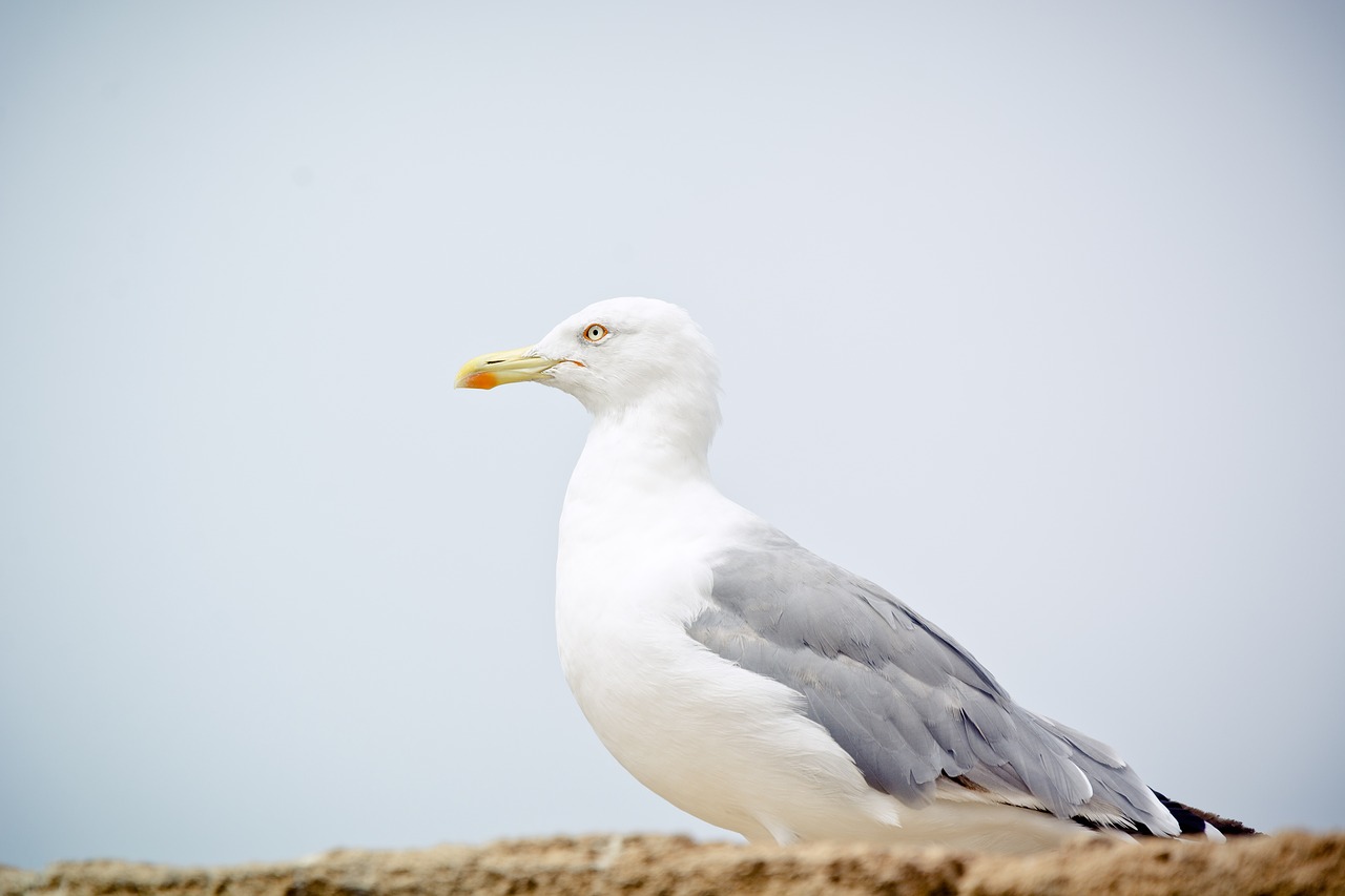seagull  yellow-legged gull  bird free photo