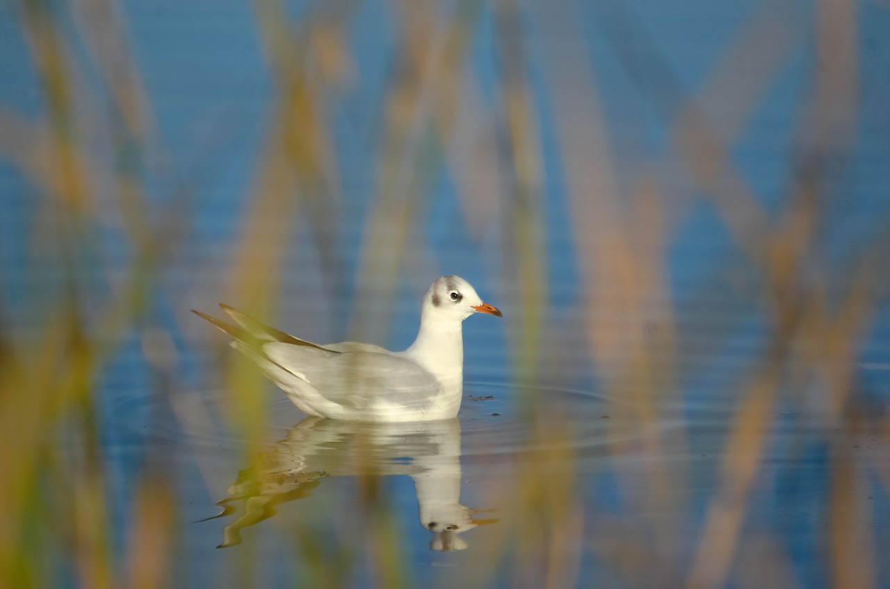 seagull  black headed gull  water bird free photo