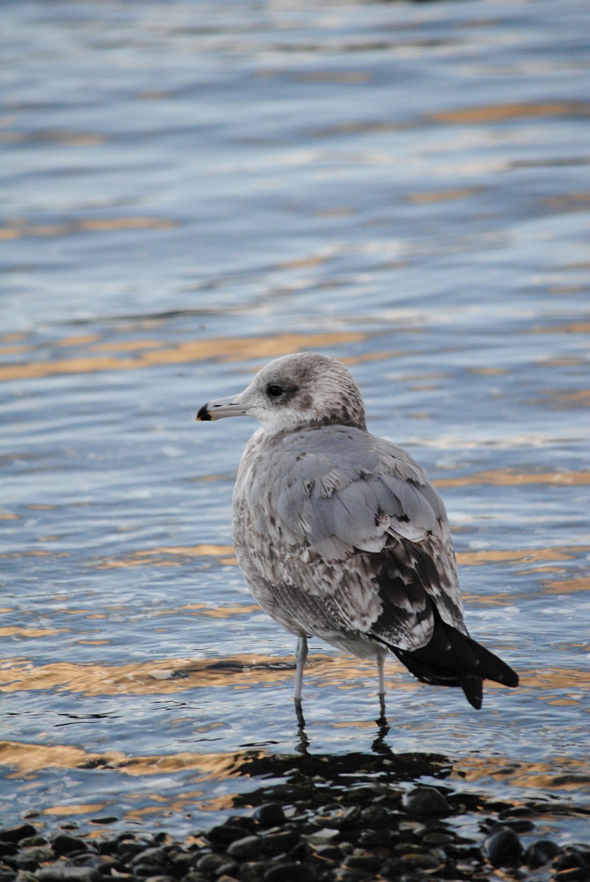 seagull  bird  wildlife free photo