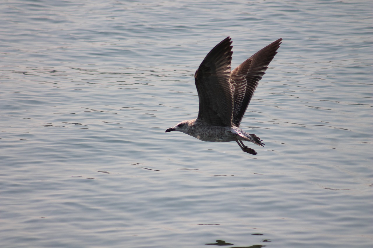 seagull bird nature free photo